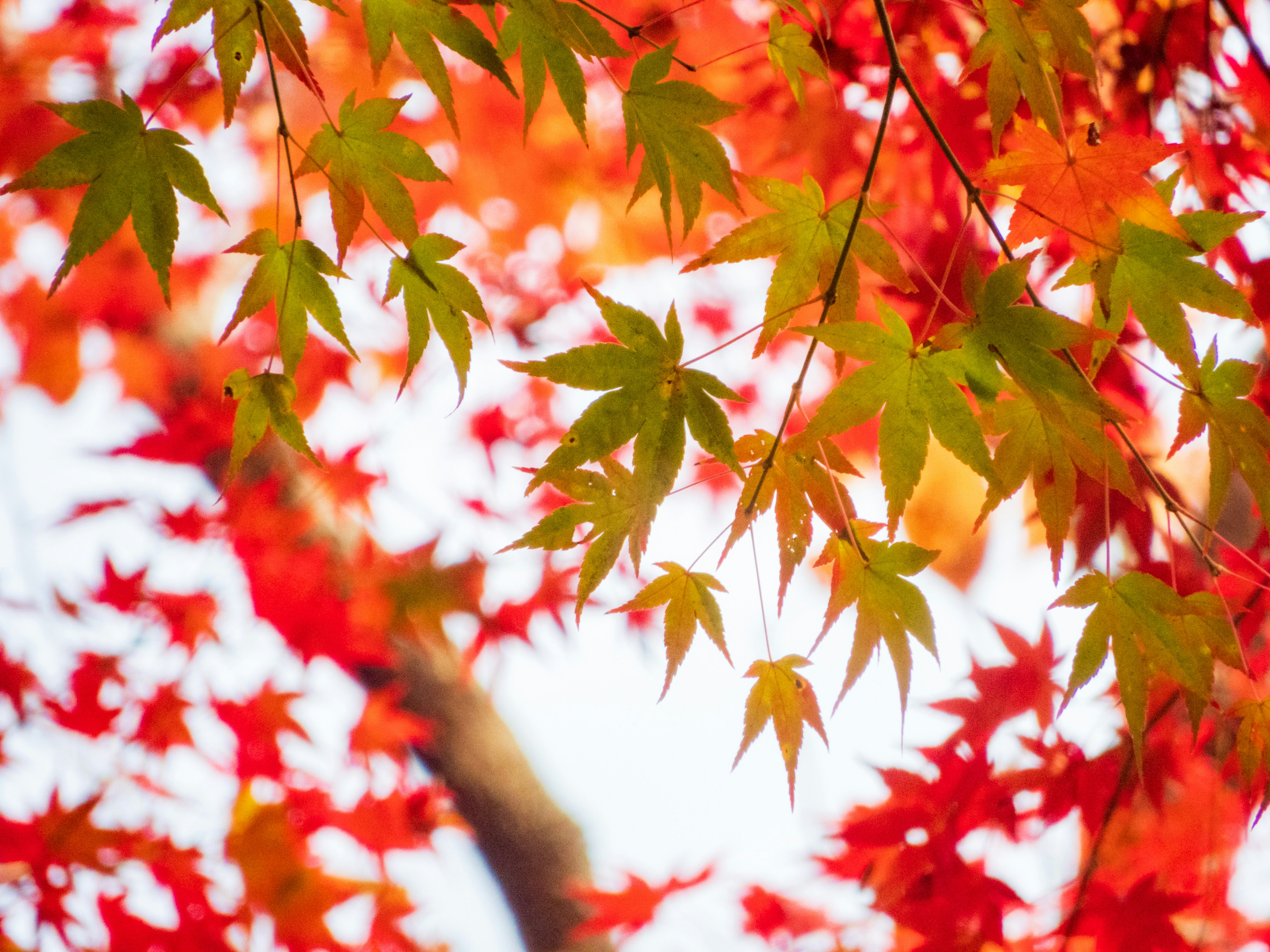 Photo by heppoko_yama