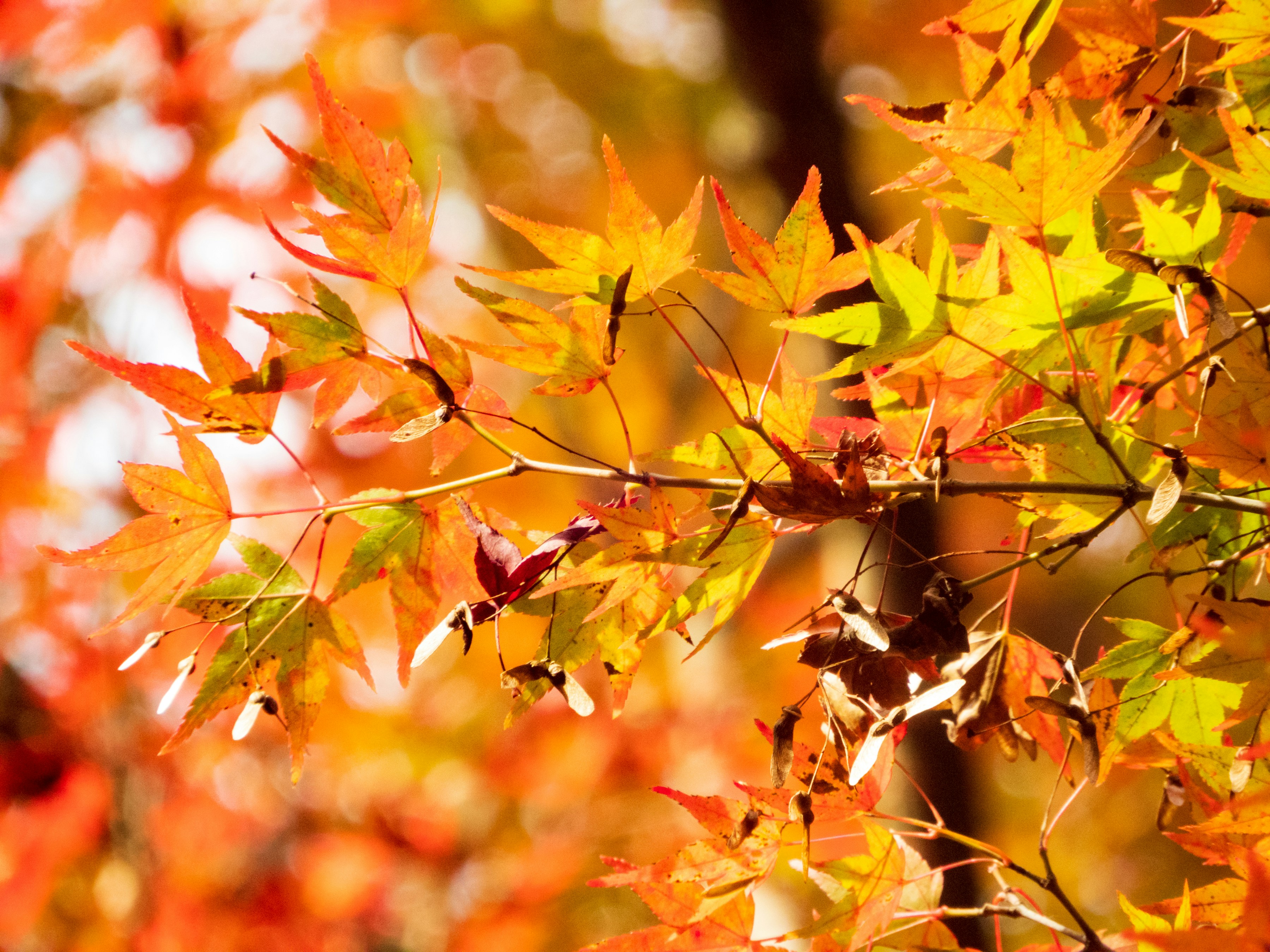 Photo by heppoko_yama