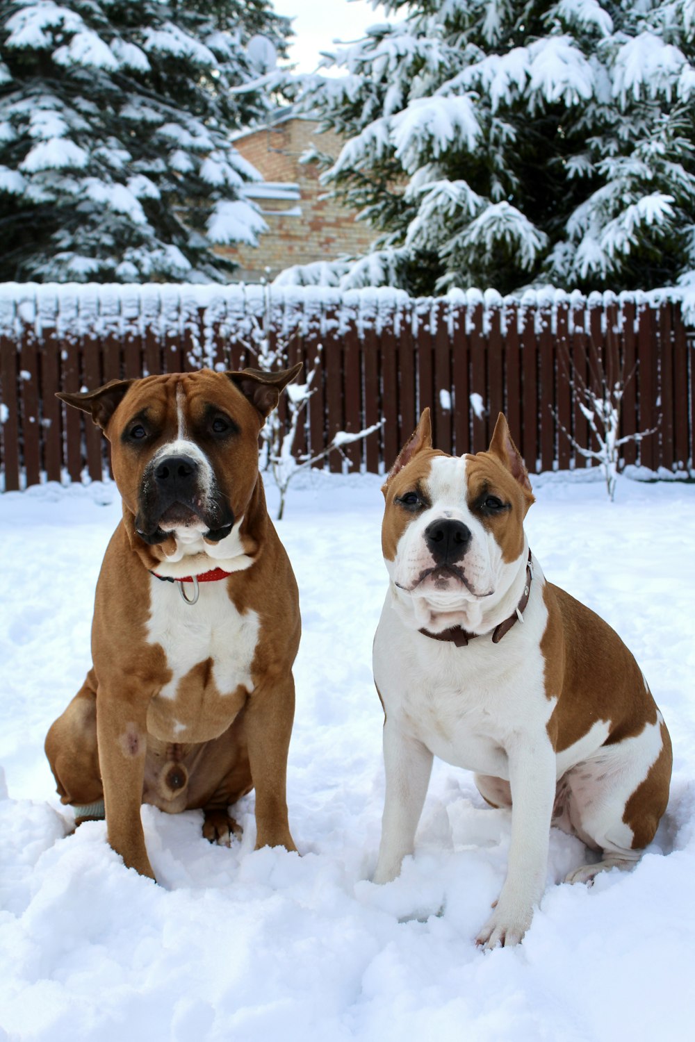 two brown and white dogs sitting in the snow