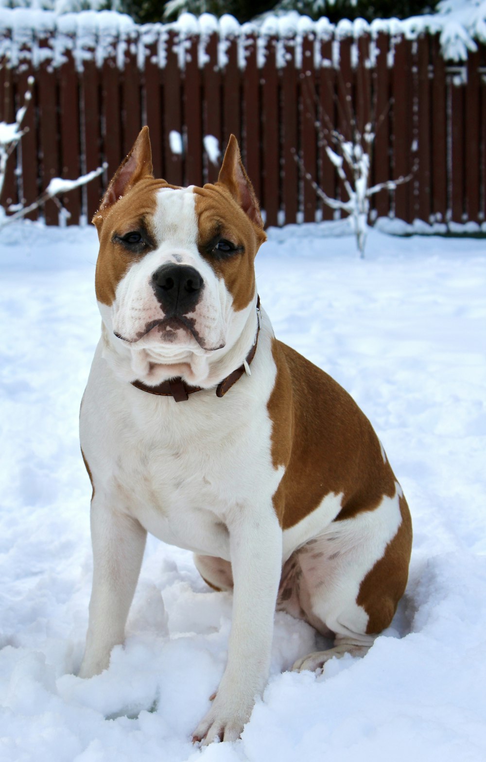 a brown and white dog sitting in the snow