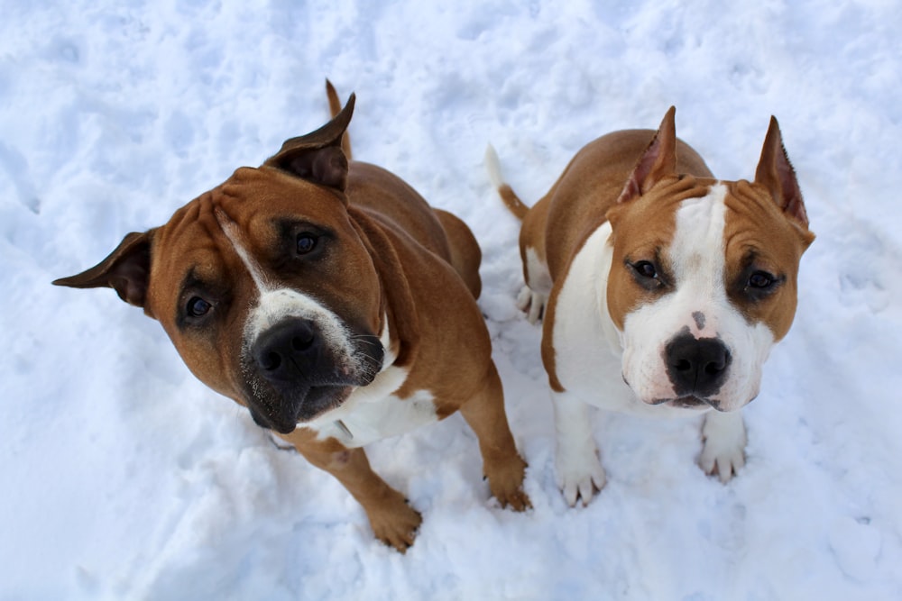two brown and white dogs standing in the snow