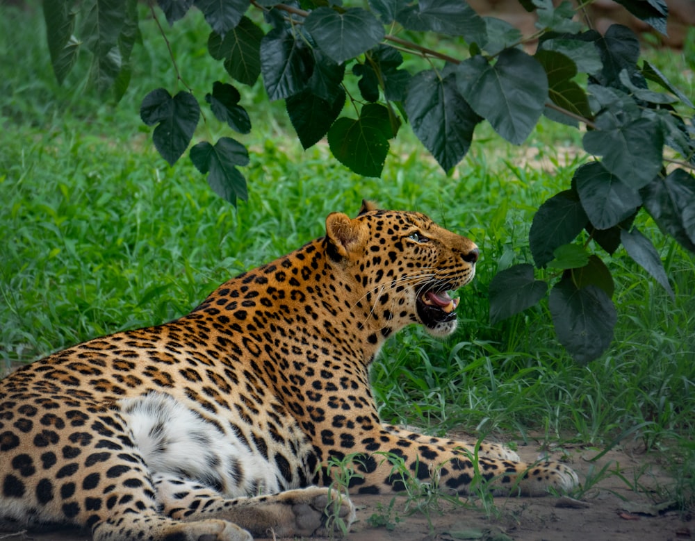 a large leopard laying on top of a lush green field
