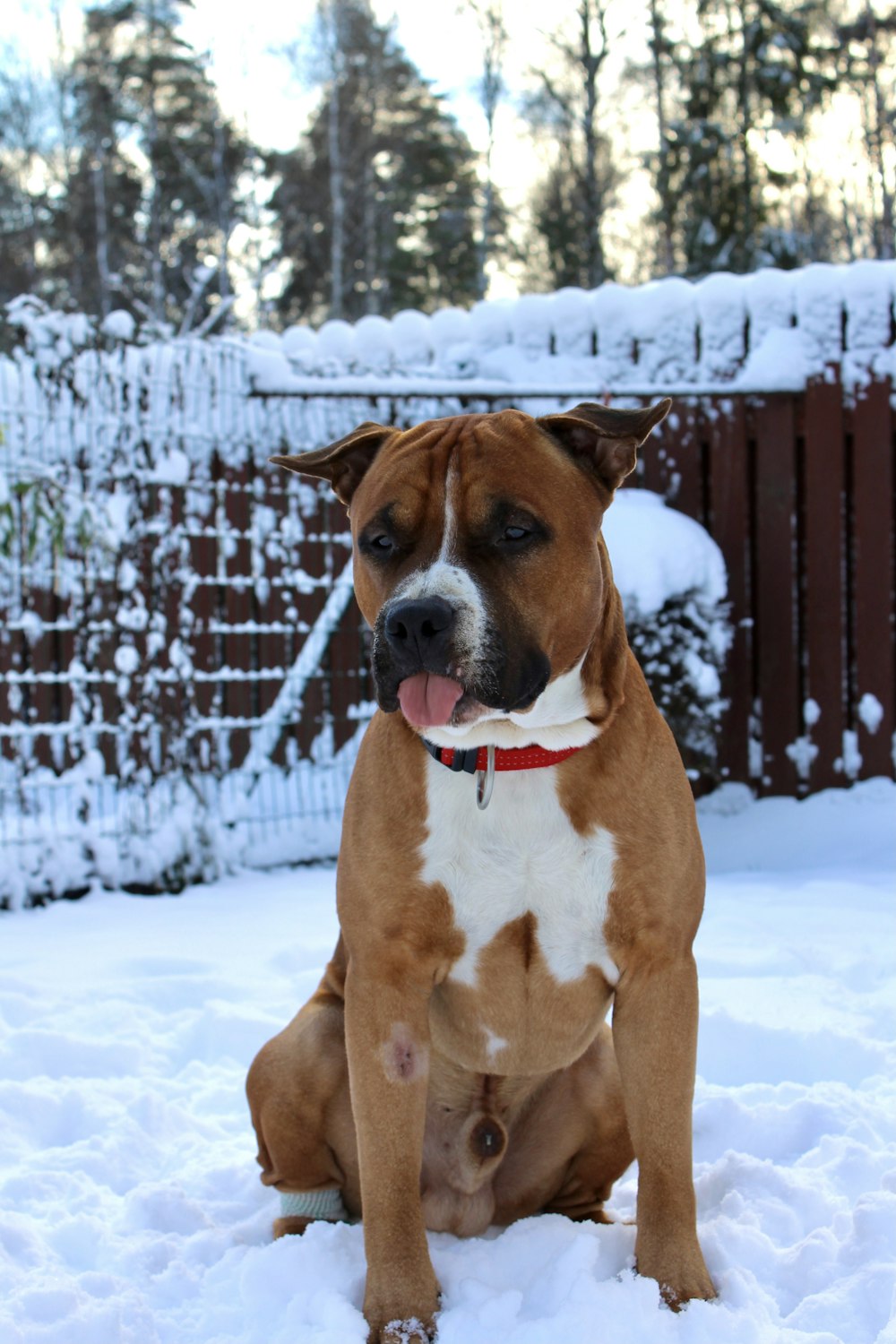 a brown and white dog sitting in the snow