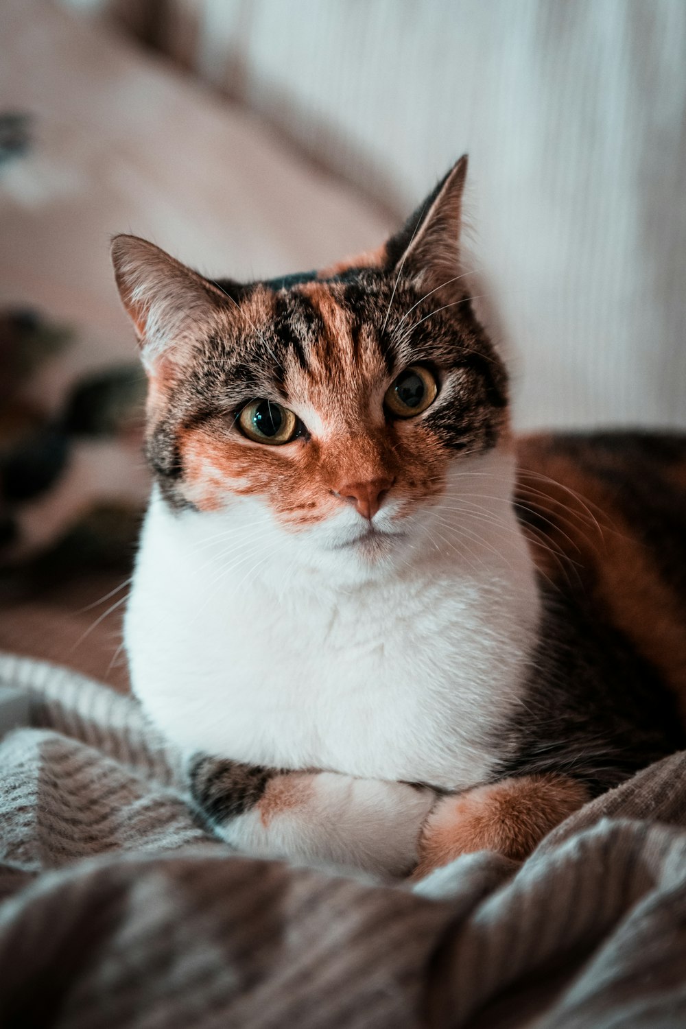 a cat sitting on a bed looking at the camera