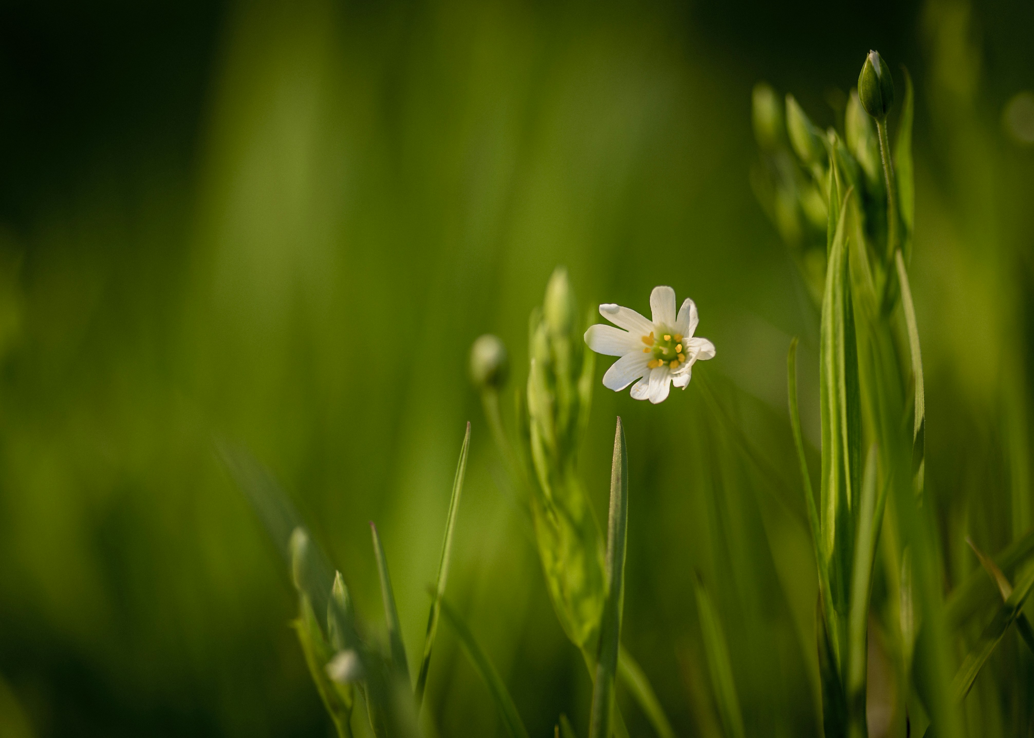 Photo by madseneqvist