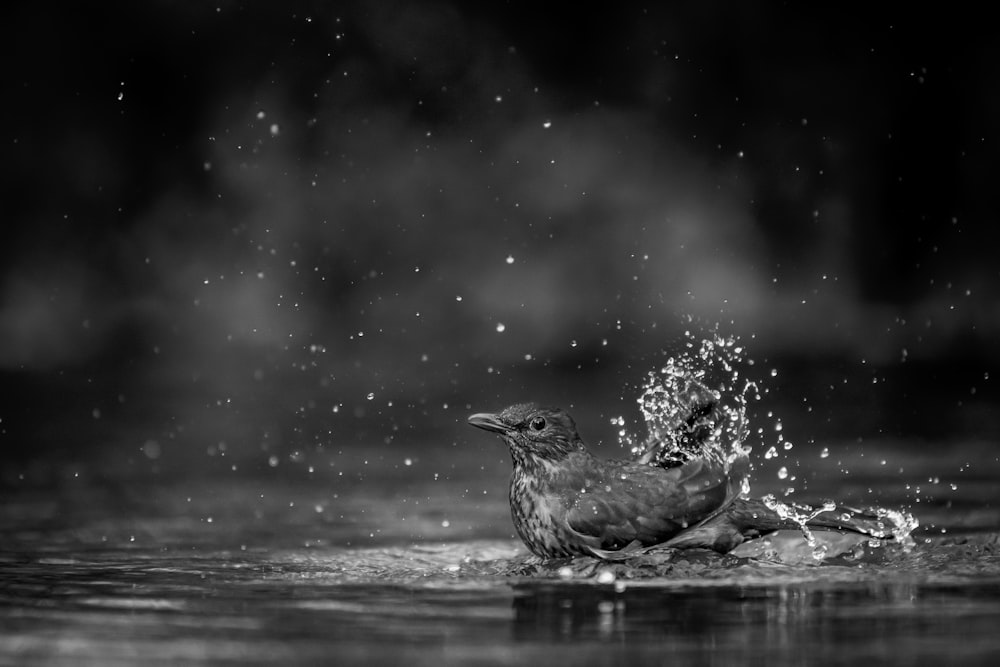 물을 튀기는 새의 흑백 사진