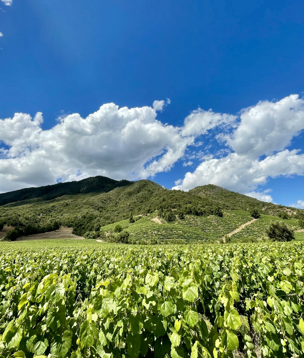 a field of green plants with a mountain in the background