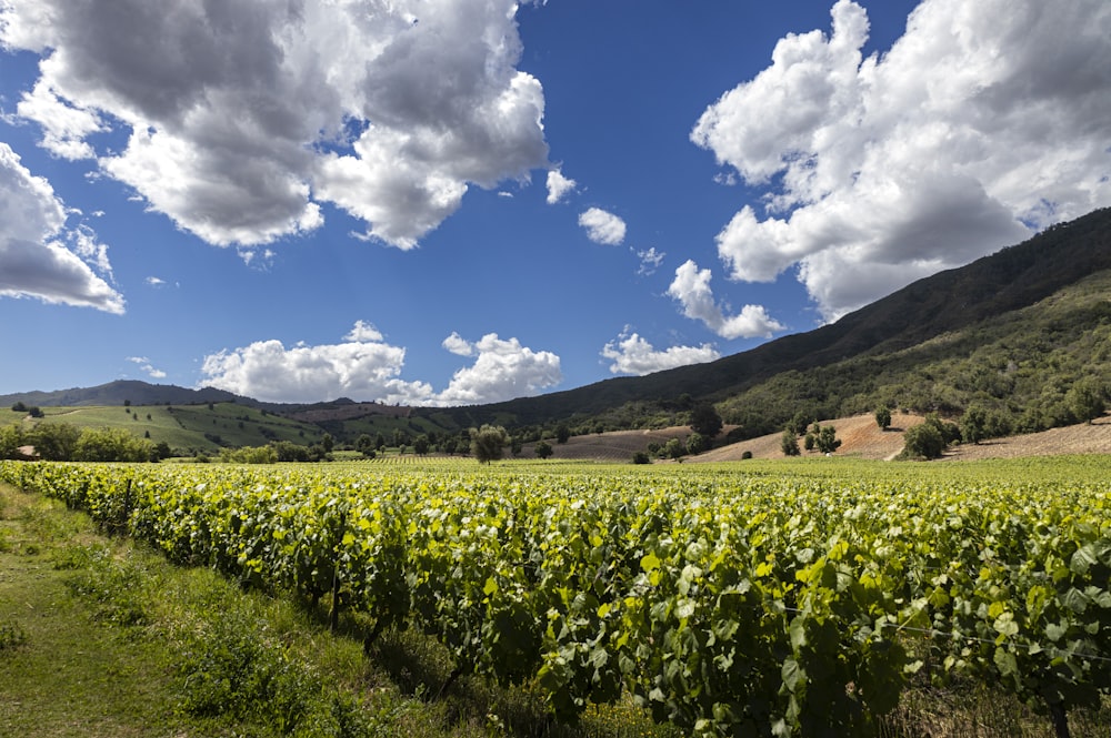 a field of green plants with mountains in the background