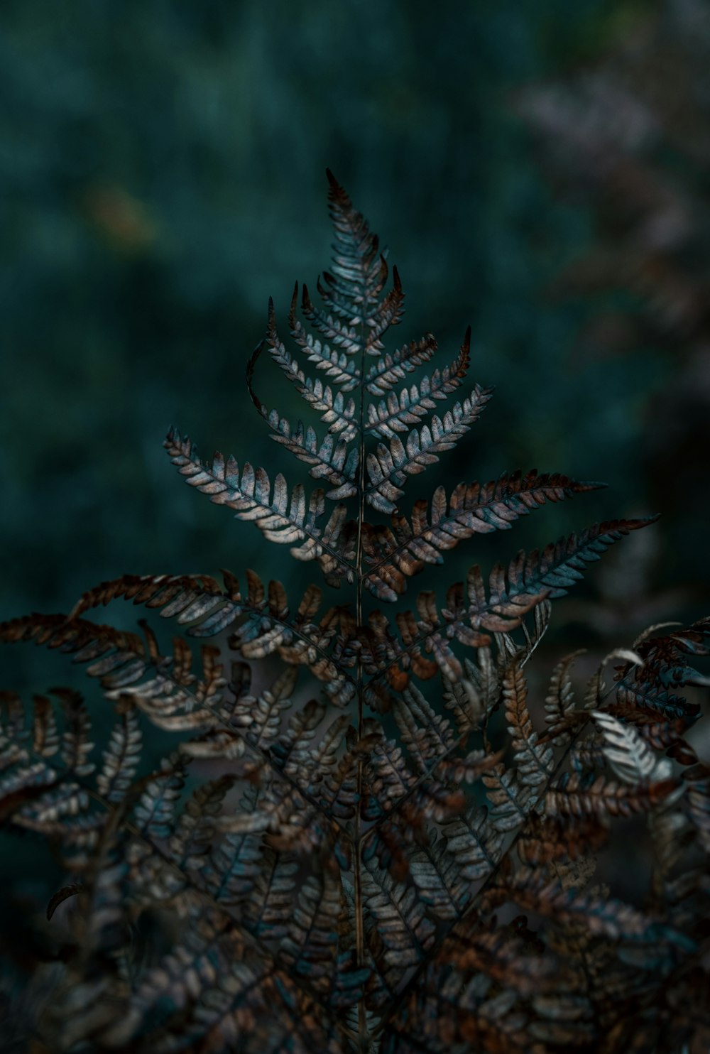 a close up of a plant with a blurry background