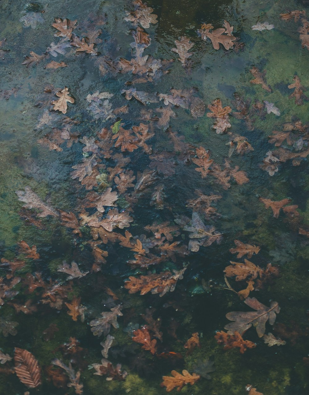 a group of leaves floating on top of a body of water