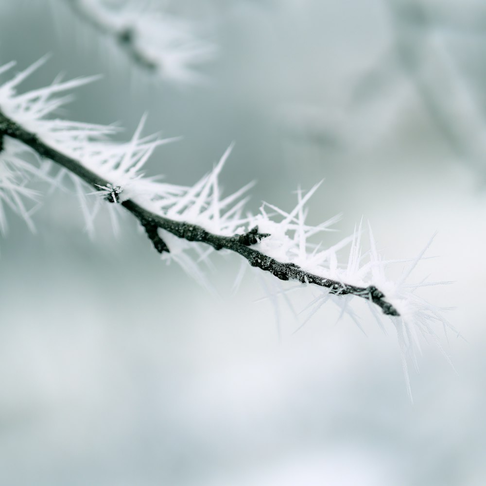 a close up of a branch with snow on it