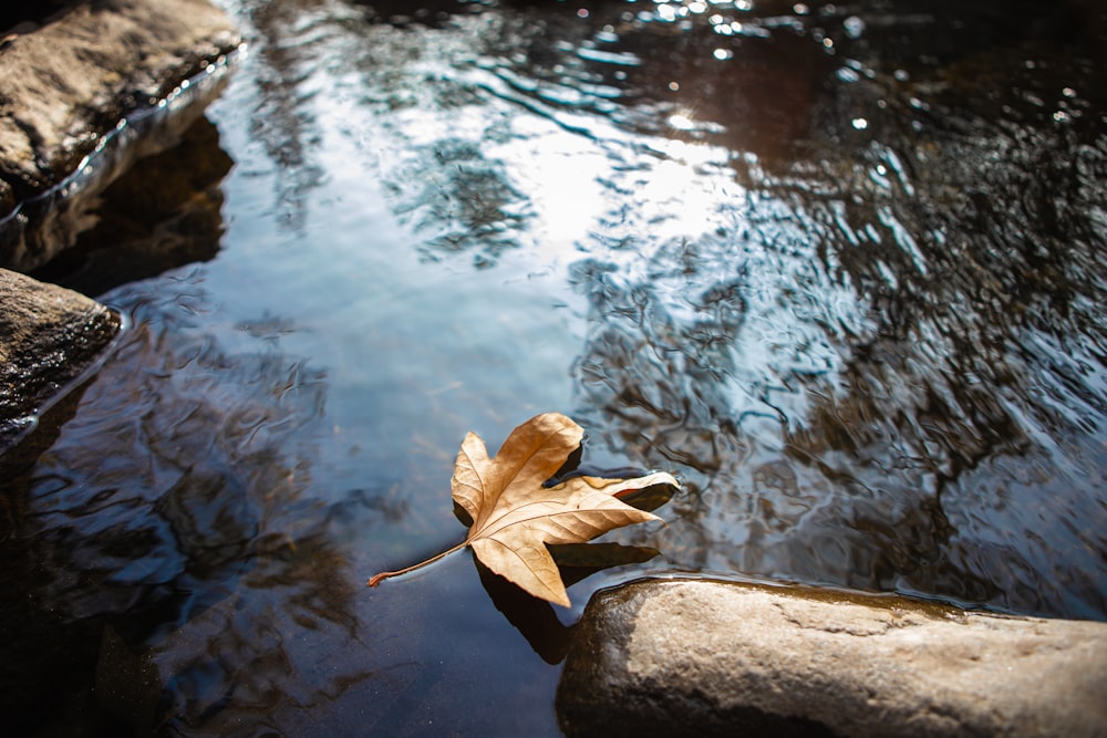 a leaf floating on top of a river next to rocks