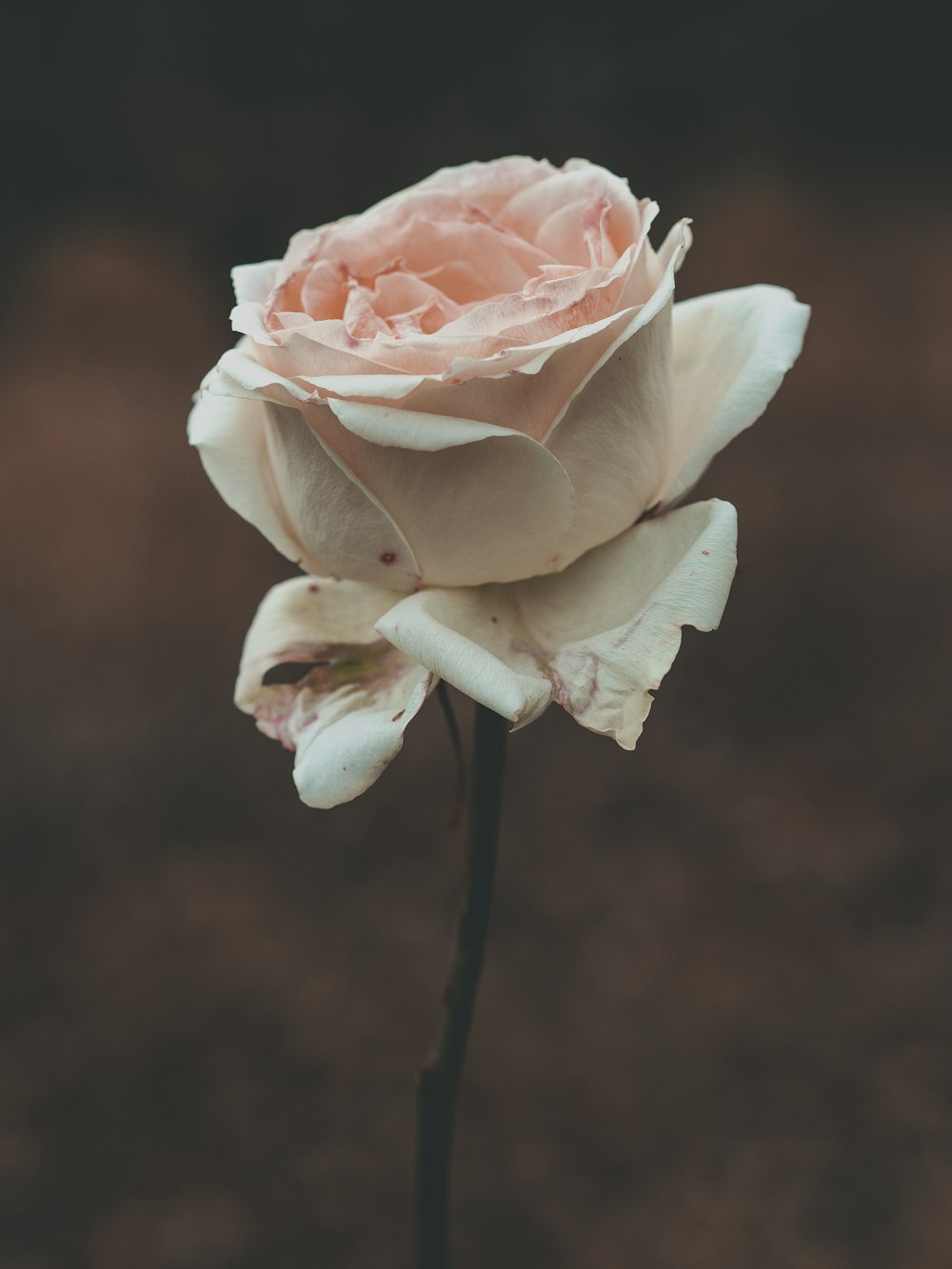a single white rose with a brown background