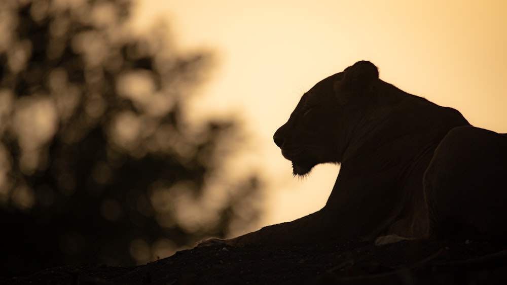 a silhouette of a lion sitting on a rock