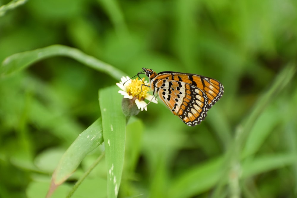 a close up of a butterfly on a flower