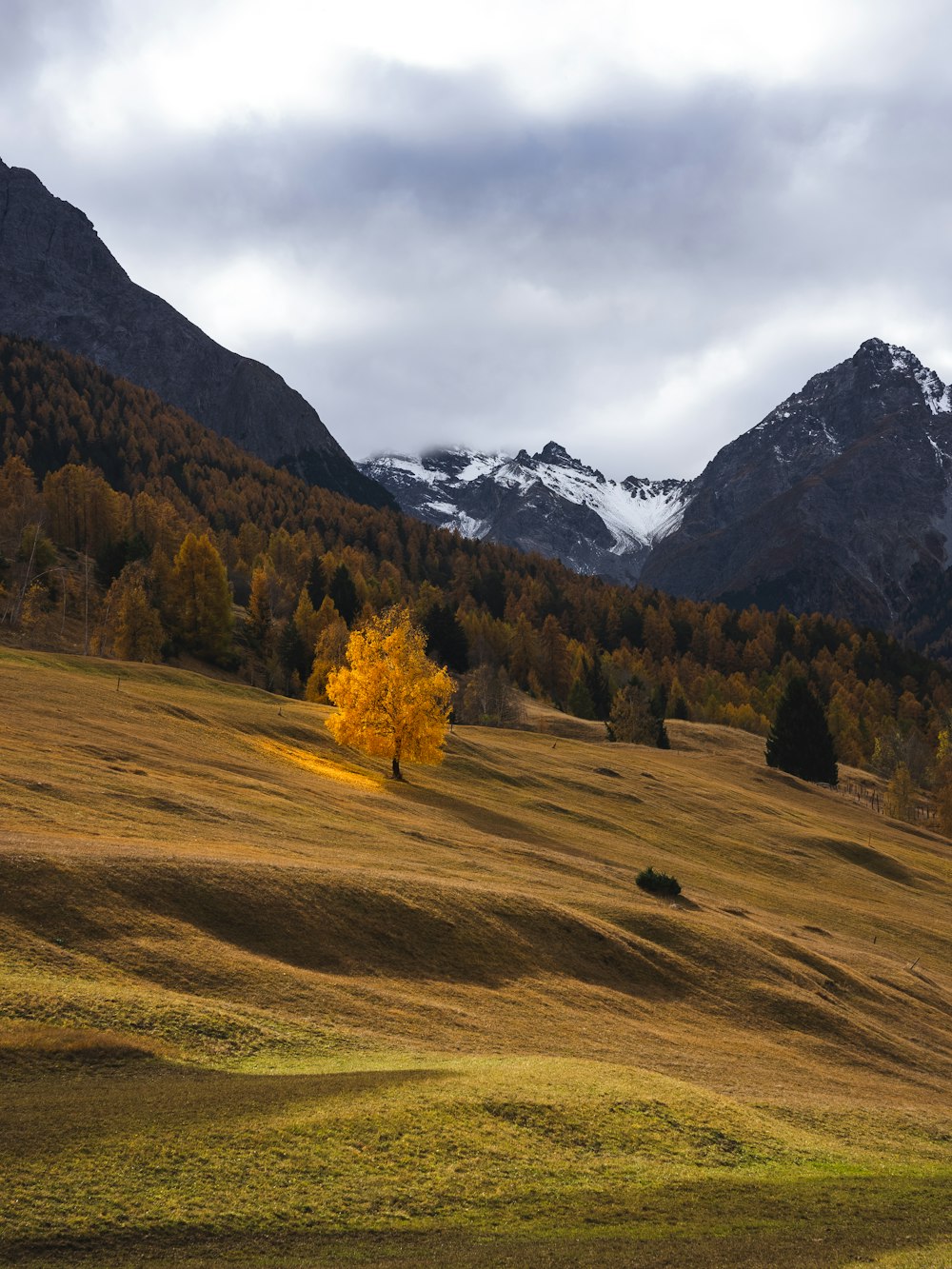 a lone tree in a field with mountains in the background