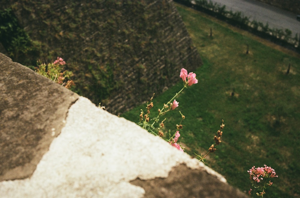 pink flowers growing out of a crack in a stone wall