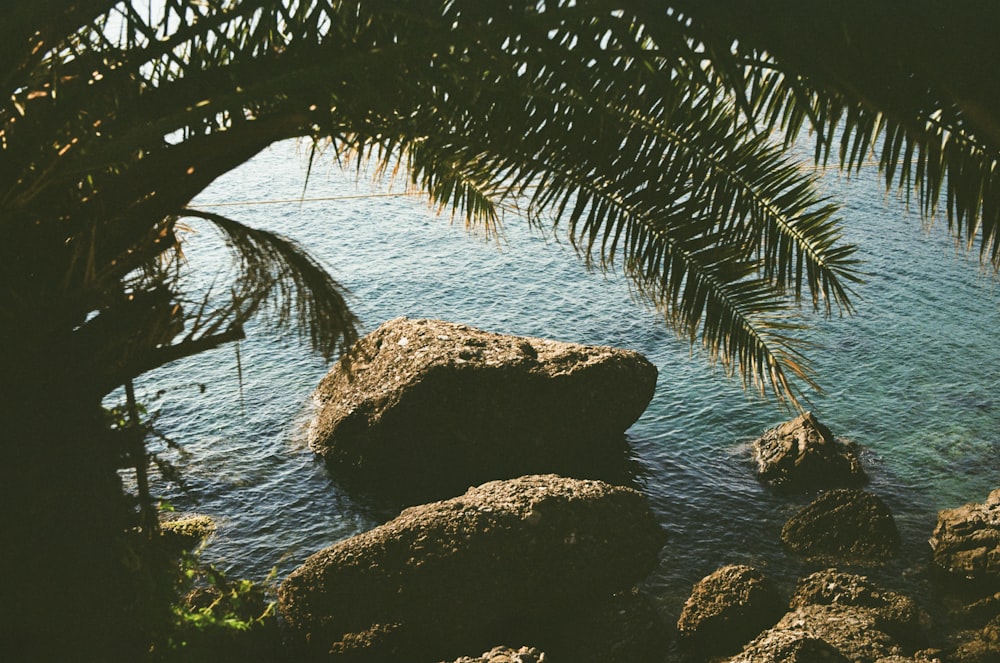 a view of a body of water through a palm tree