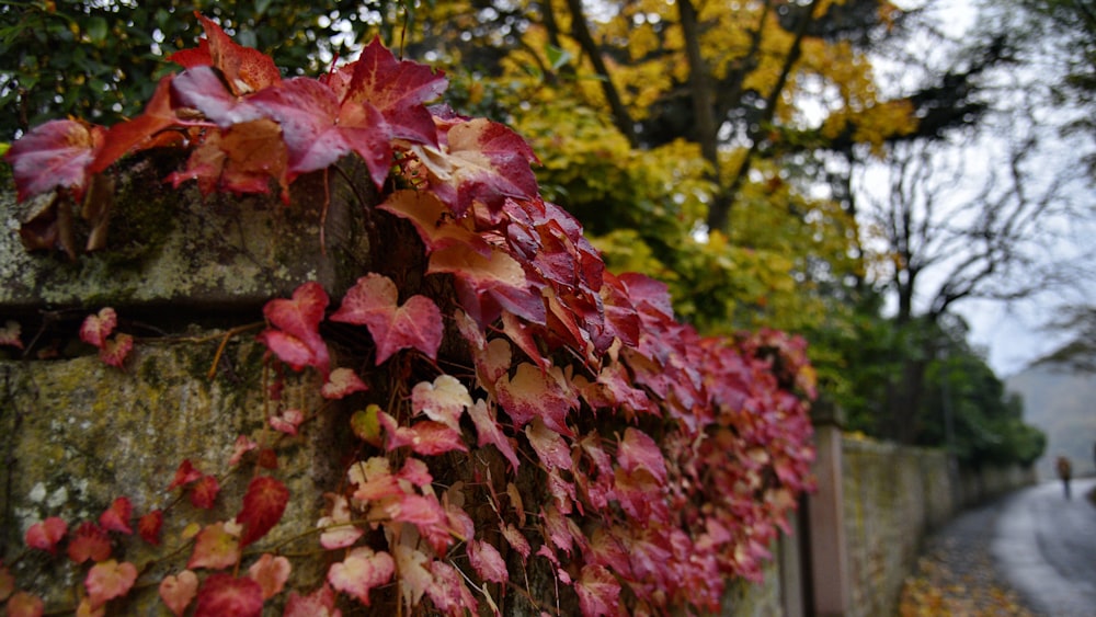 a wall covered in red leaves next to a street