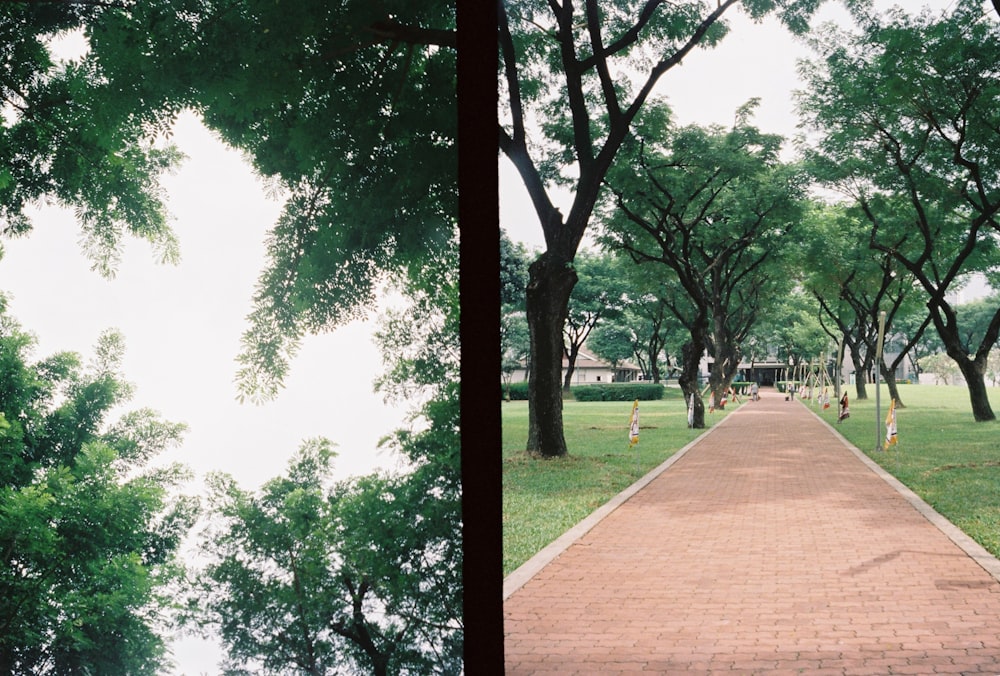 two pictures of trees and a brick path