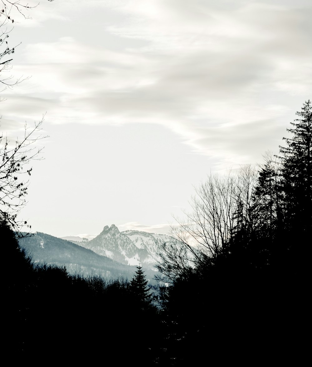 a black and white photo of trees and mountains