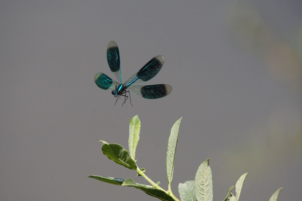 a blue dragonfly sitting on top of a green plant