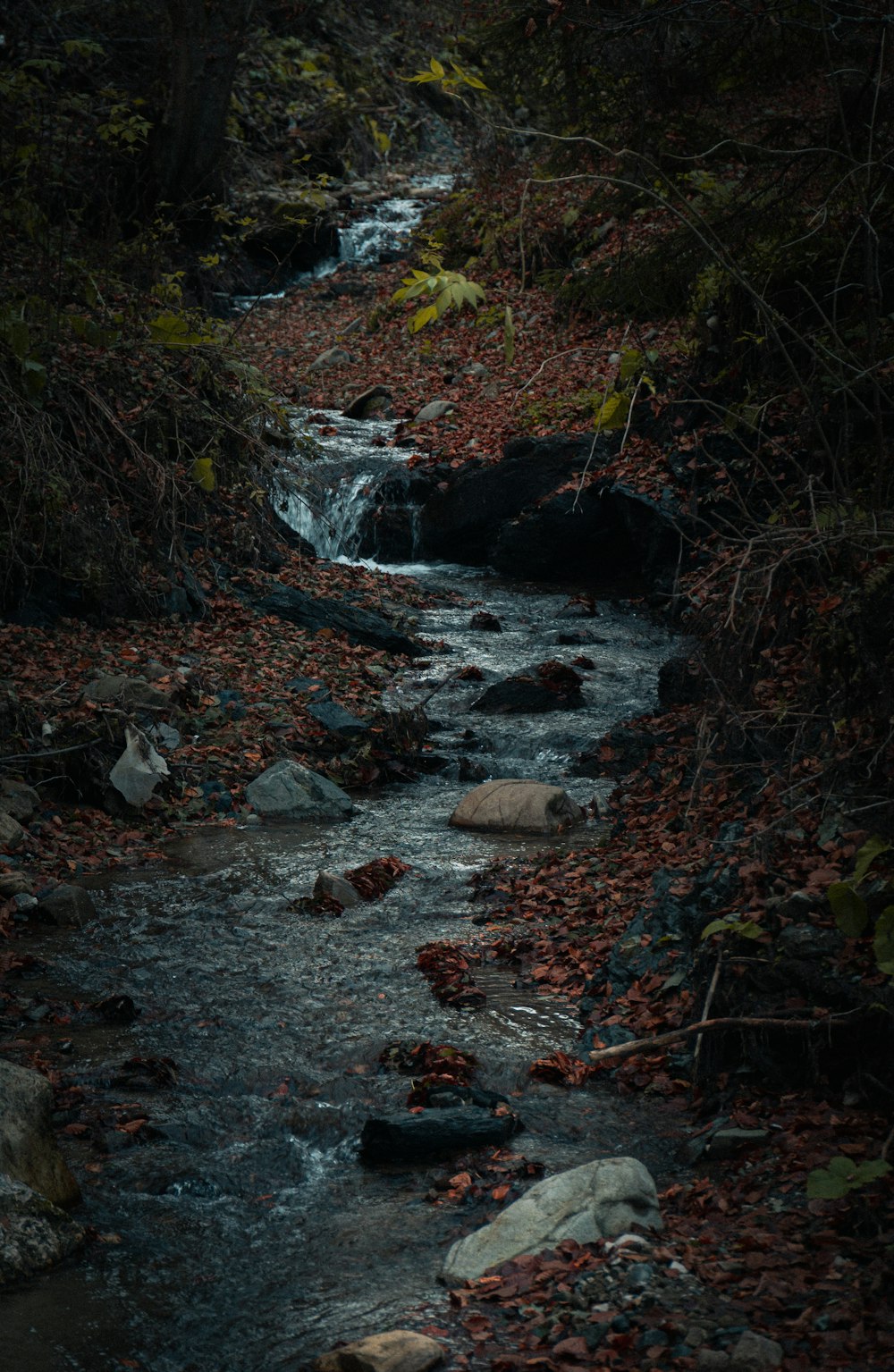 um riacho que atravessa uma floresta cheia de muitas folhas
