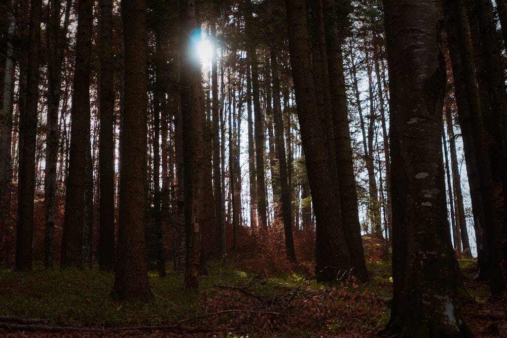 the sun shines through the trees in the forest