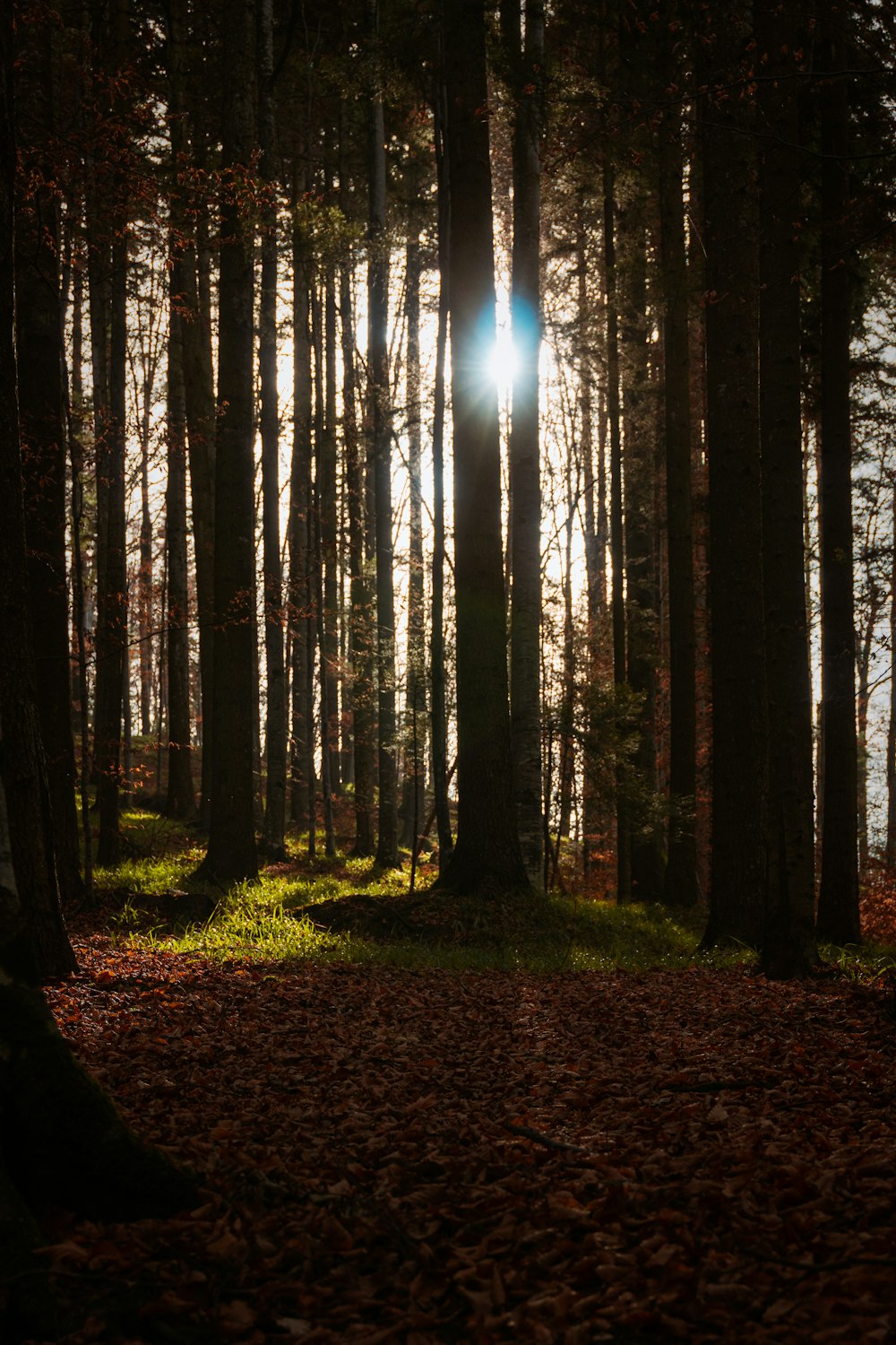 the sun is shining through the trees in the woods