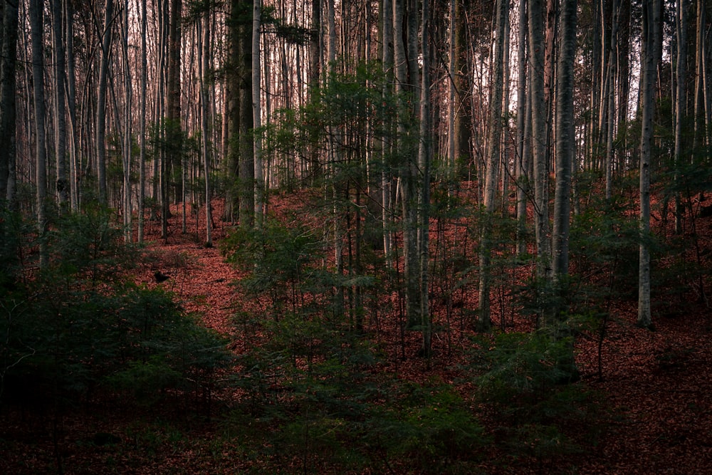 a forest filled with lots of tall trees