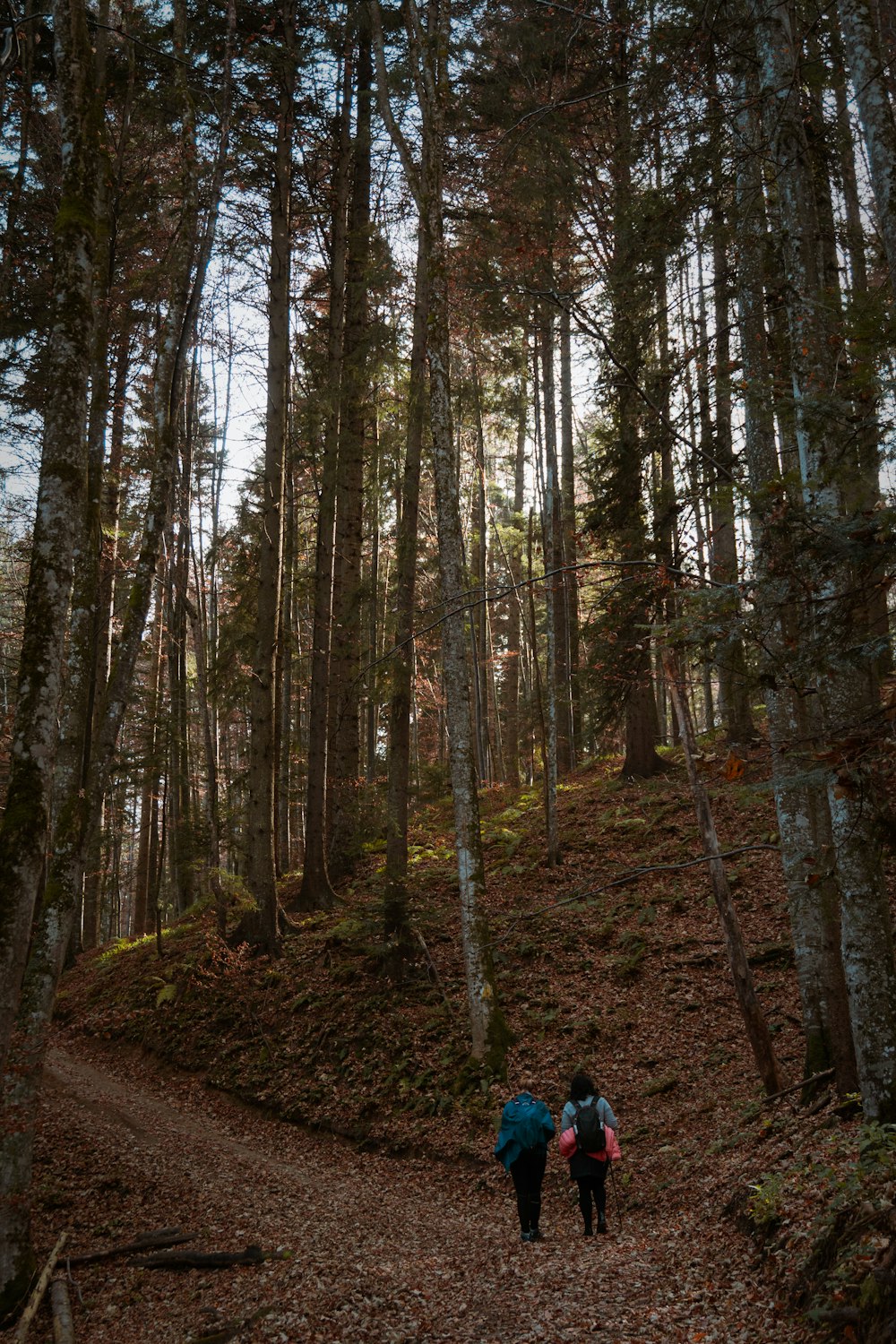 a couple of people that are walking in the woods