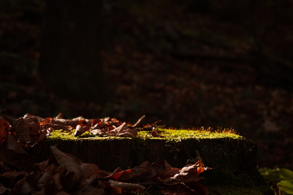 a close up of a tree stump with leaves on it