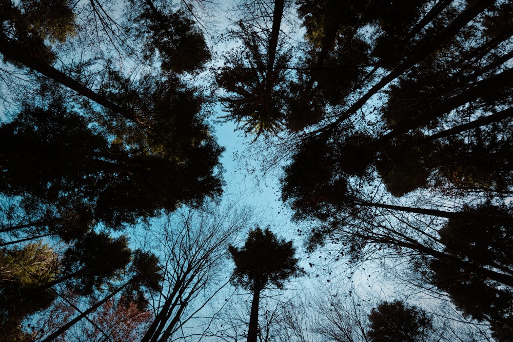 looking up at the tops of trees in a forest