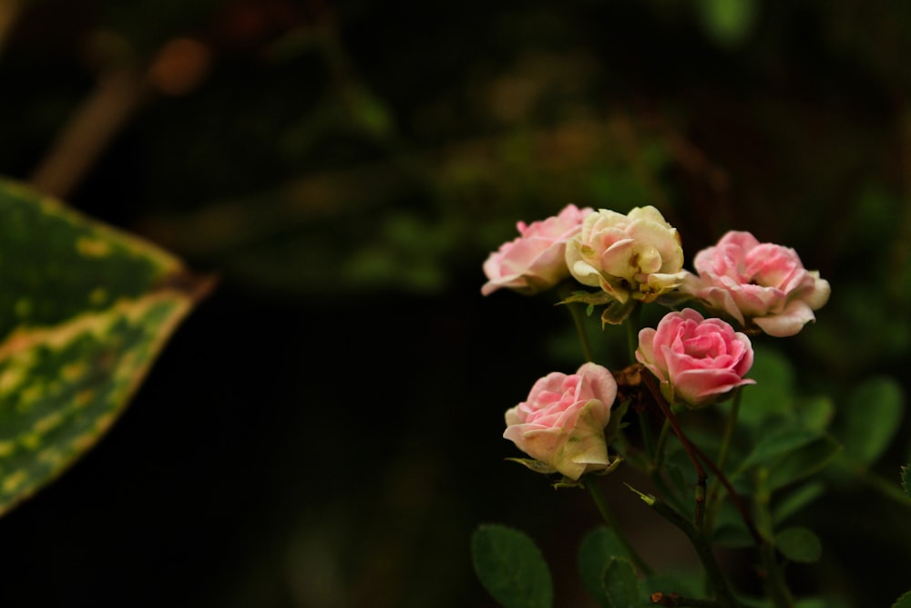 a group of pink and white flowers next to a green leaf