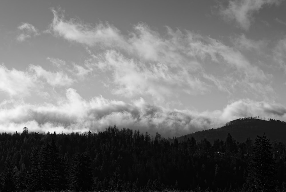 a black and white photo of trees and clouds