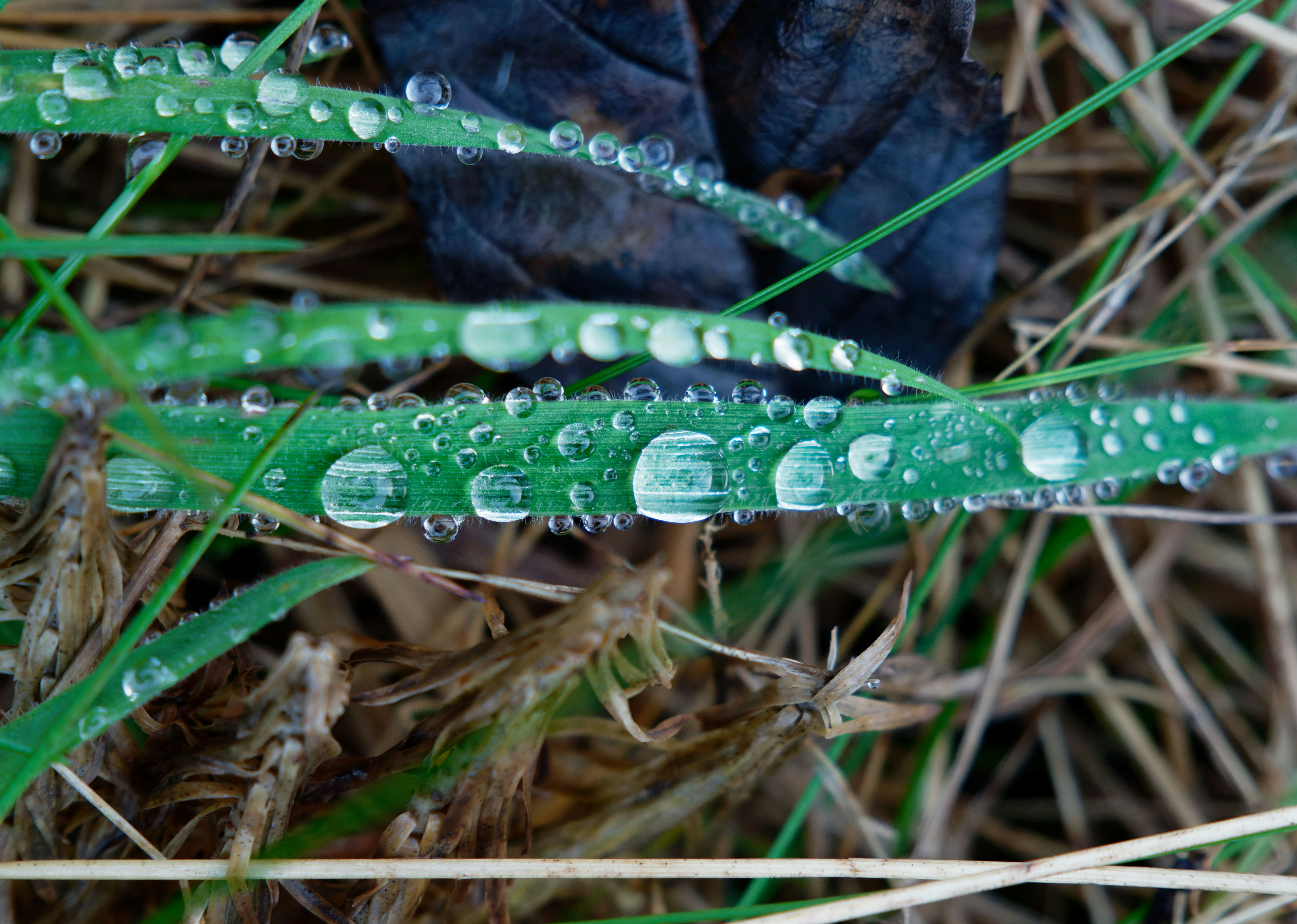 Photo by illes_cristi