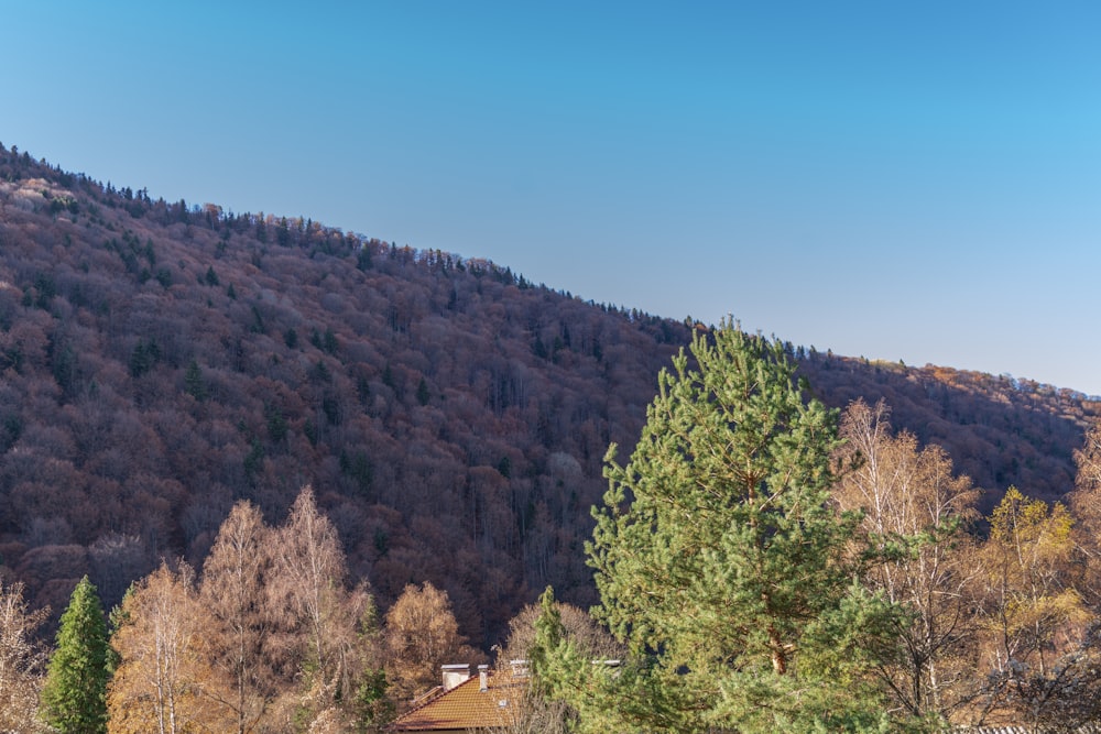 a view of a wooded area with a mountain in the background