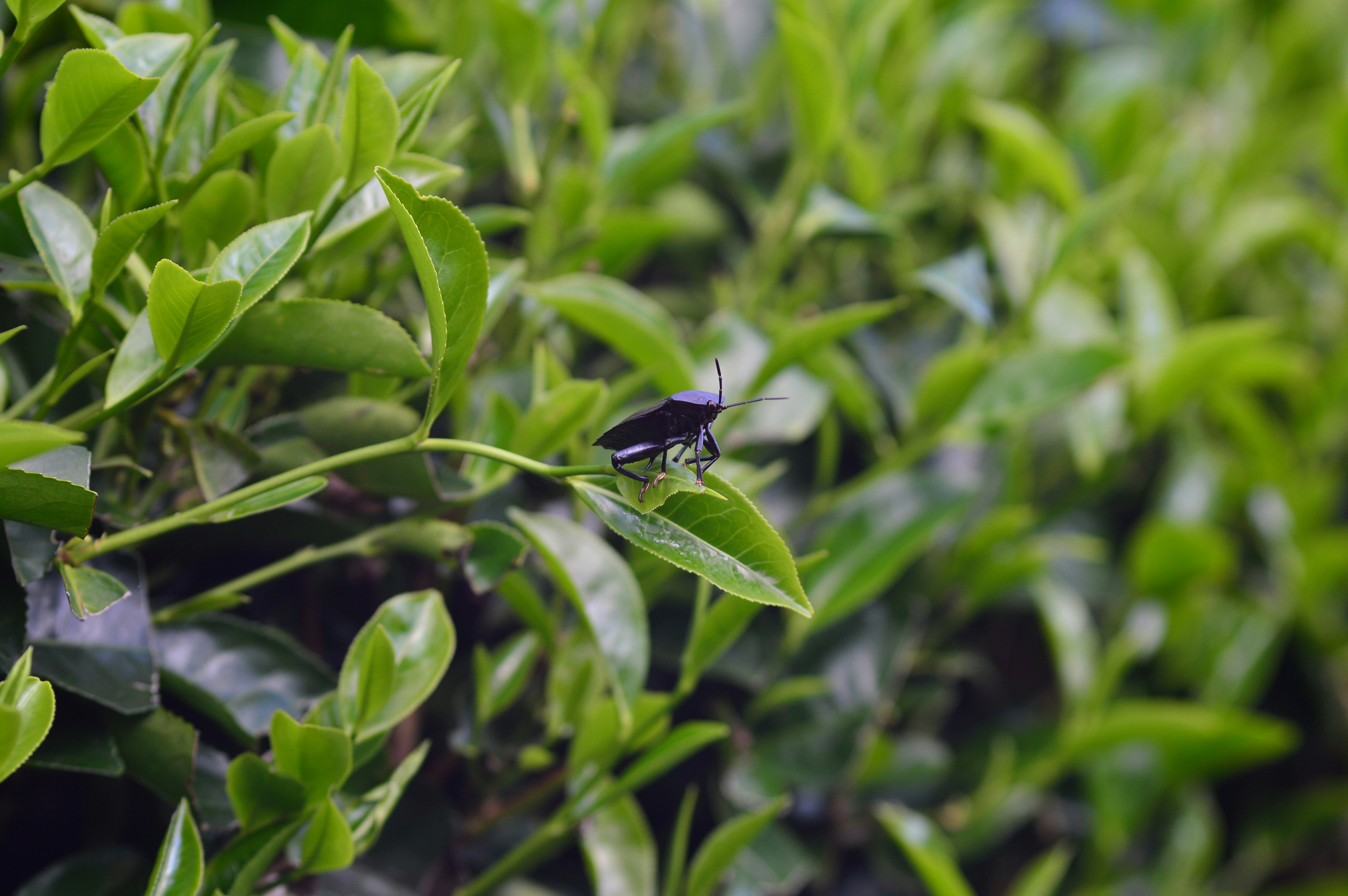 Photo by enggarpaditya7