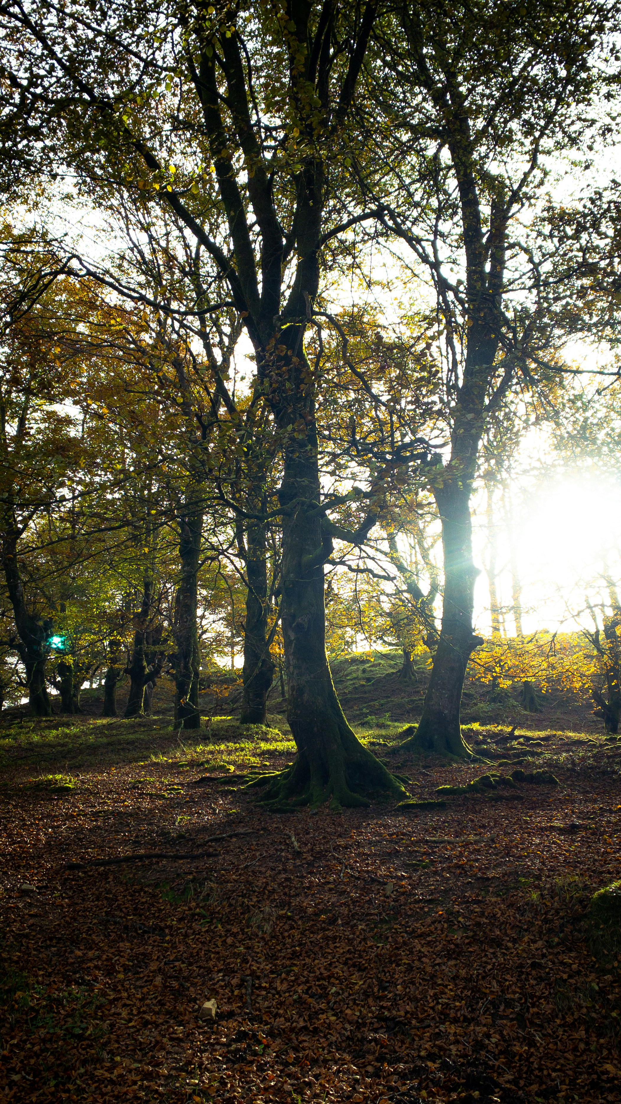 Photo by diiegolaviin