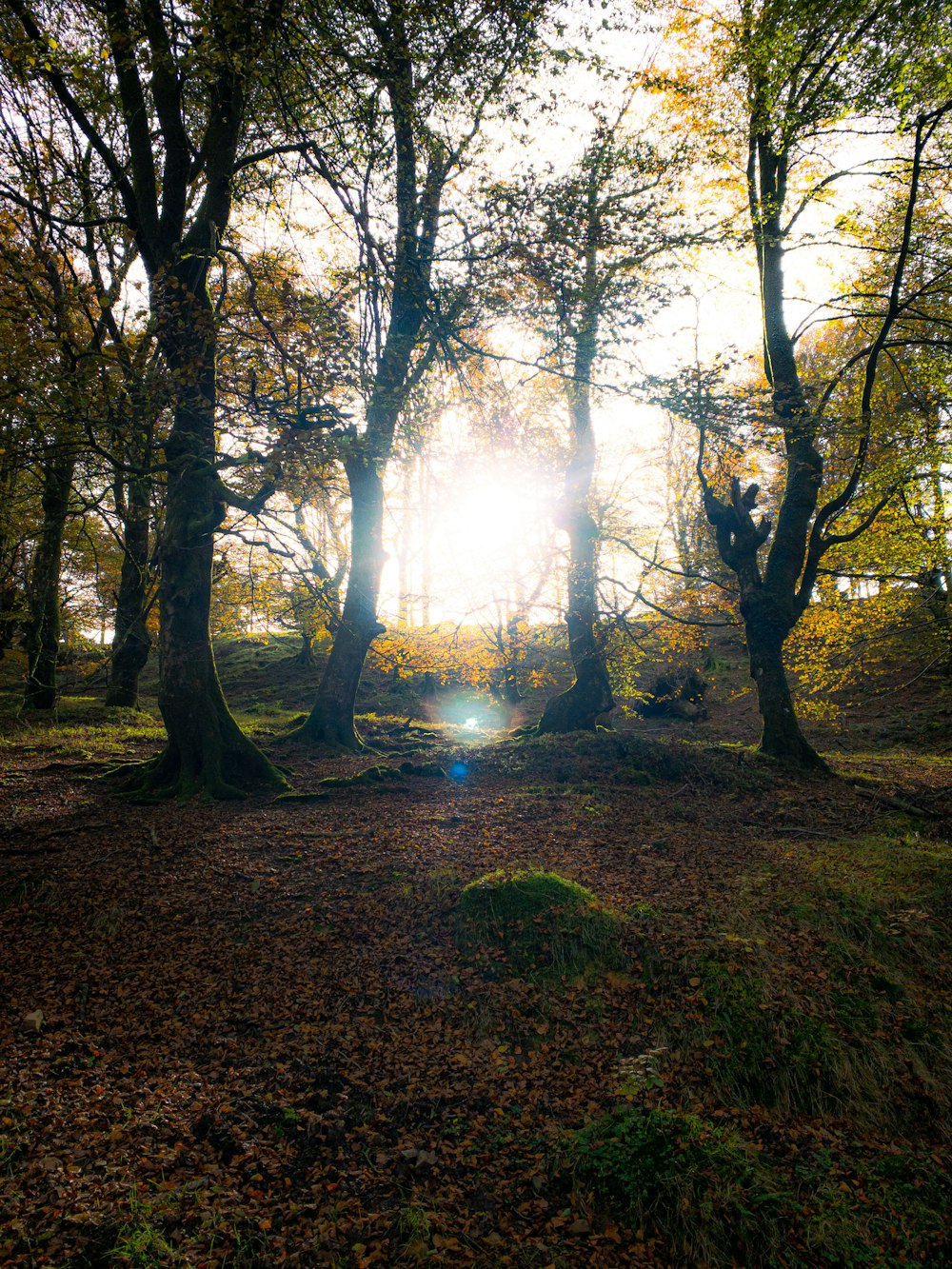 the sun is shining through the trees in the forest