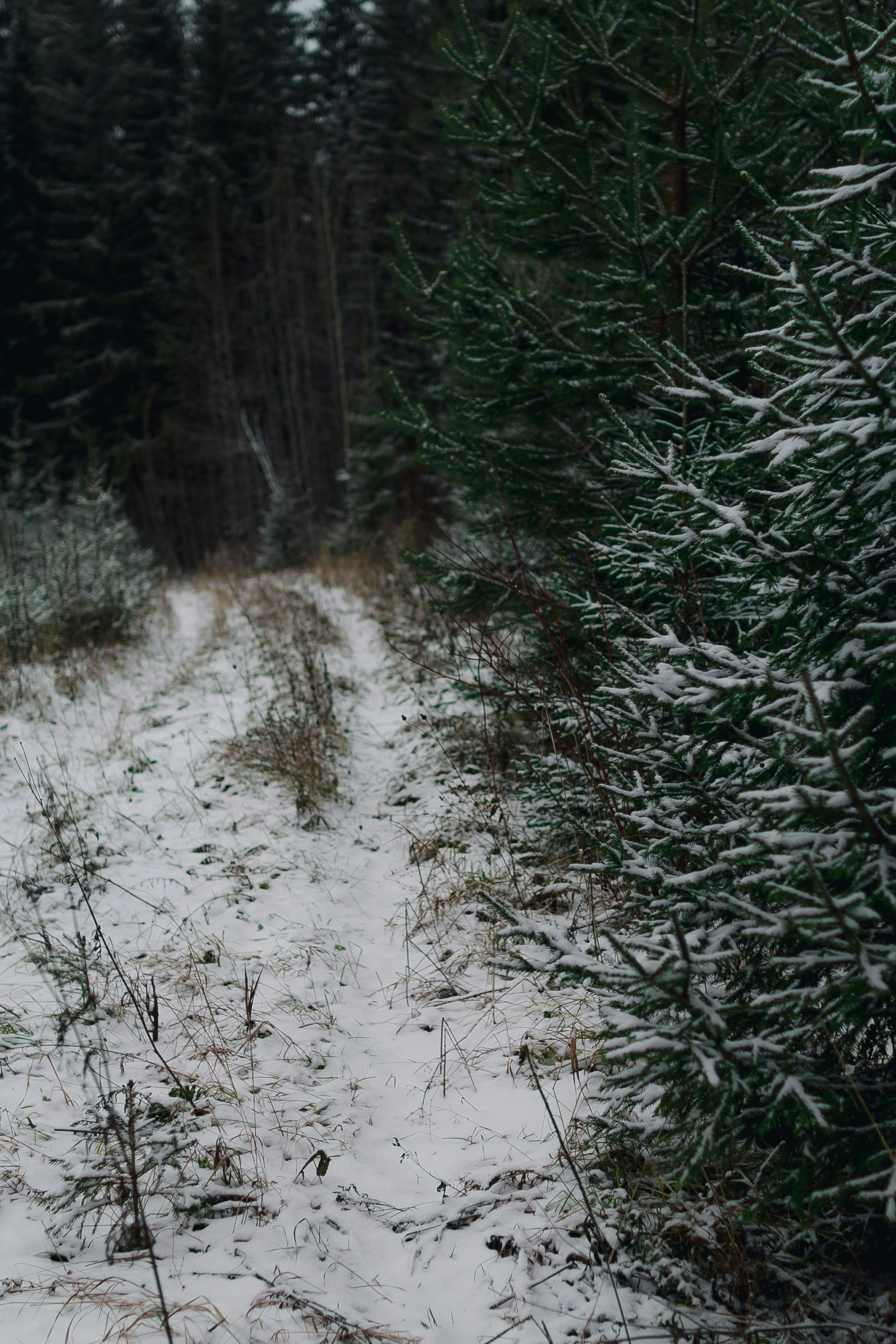 Photo by reshetnikov