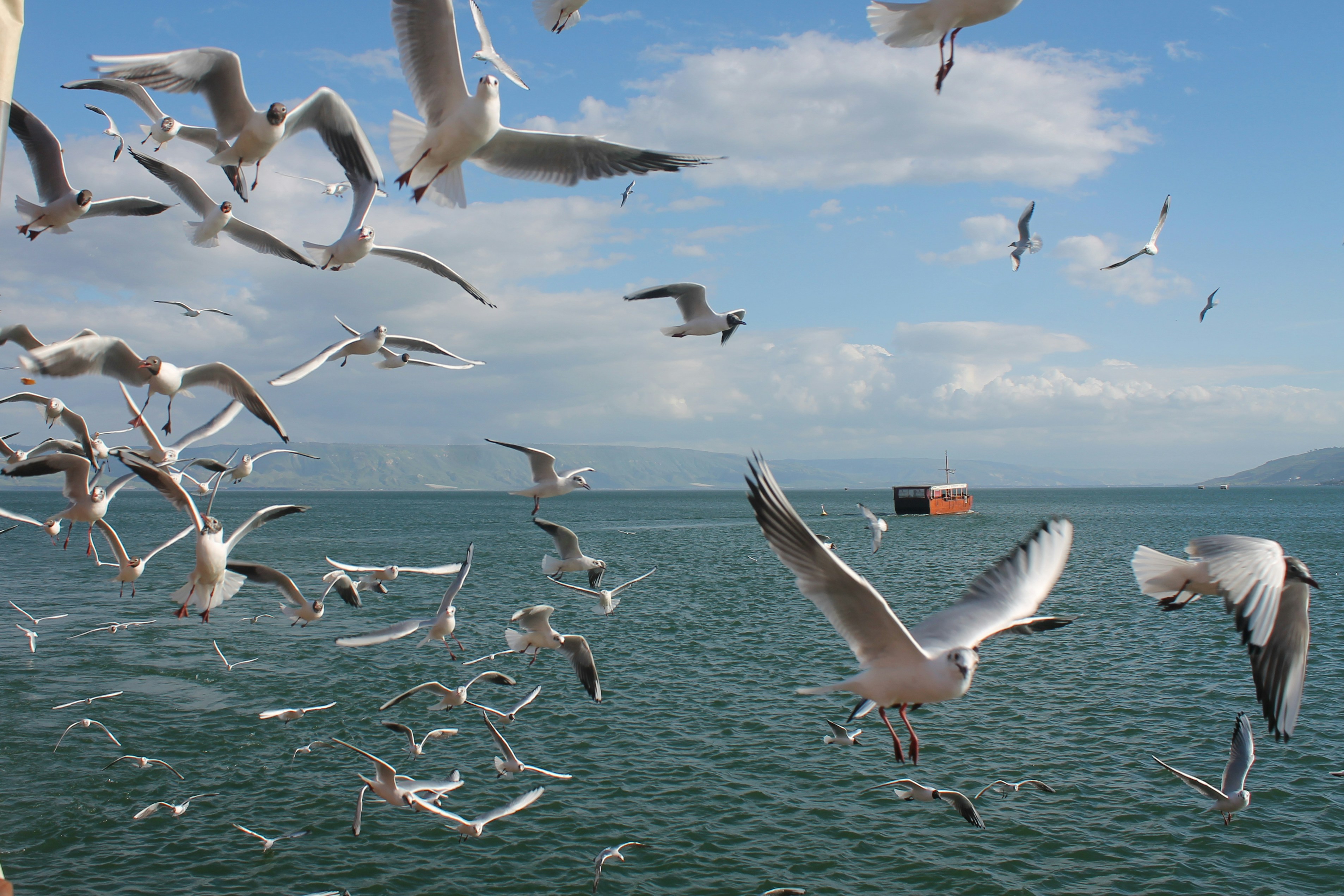 a flock of seagulls flying over a body of water
