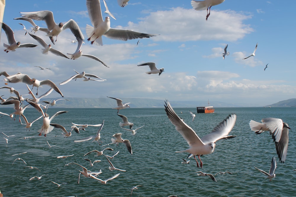 a flock of seagulls flying over a body of water