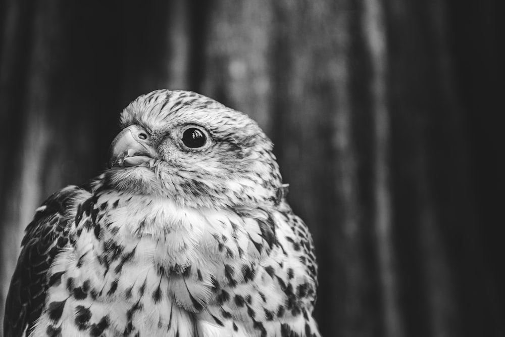 a black and white photo of a bird of prey