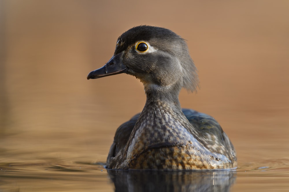 a close up of a duck in a body of water
