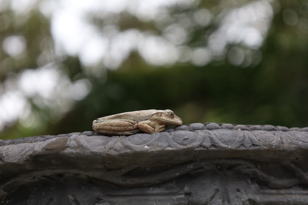 a small lizard sitting on top of a stone pillar