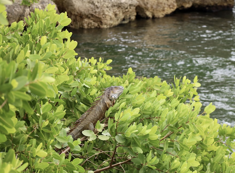 an iguana in a tree next to a body of water