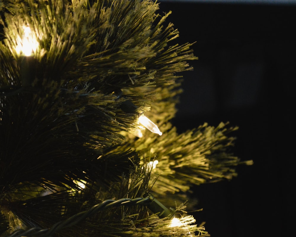 a close up of a pine tree with lights