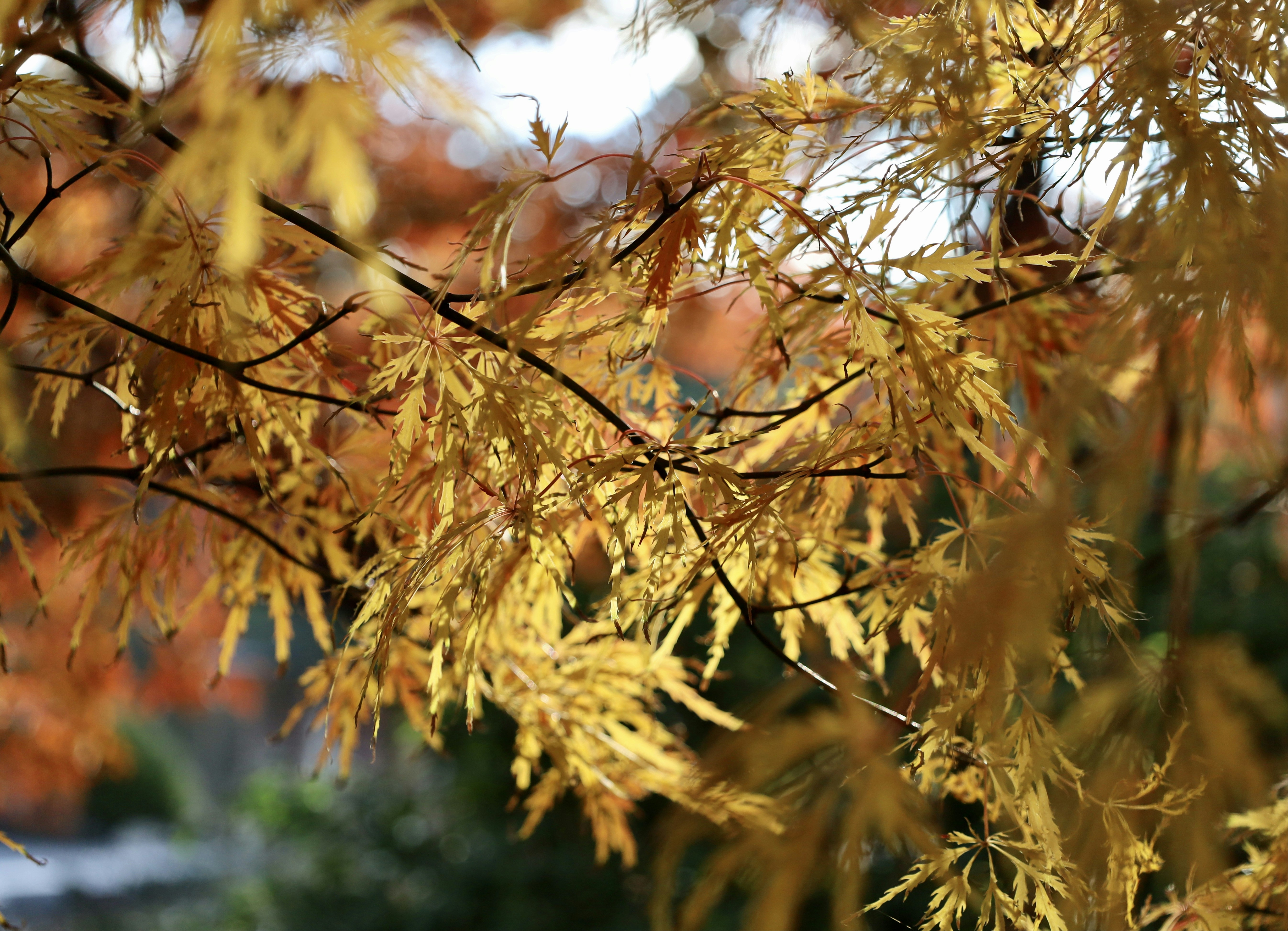 Photo by cokakukeran