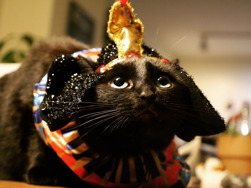 a black cat wearing a party hat and scarf